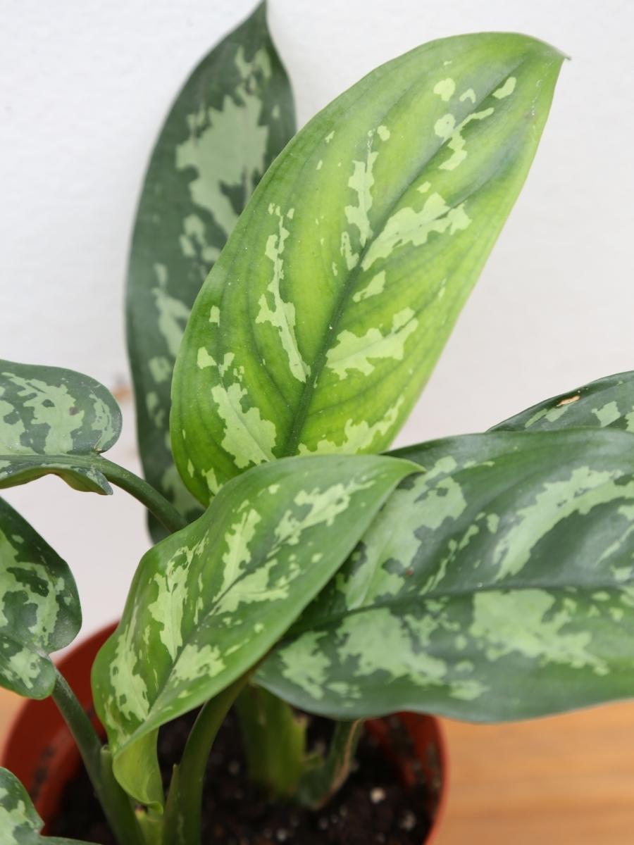 Aglaonema 'Maria' 4"
